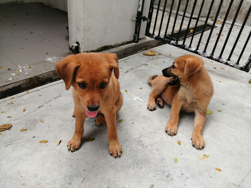 SPCA Penang SPCA Penang