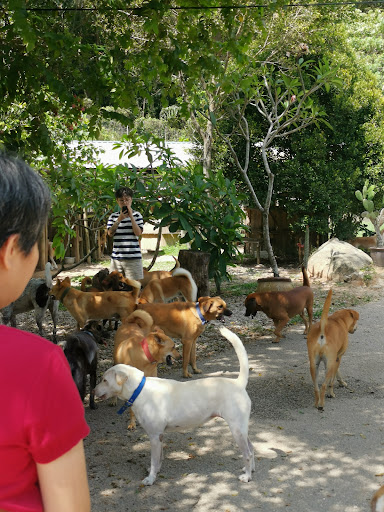 Penang Animal Sanctuary Penang Animal Sanctuary