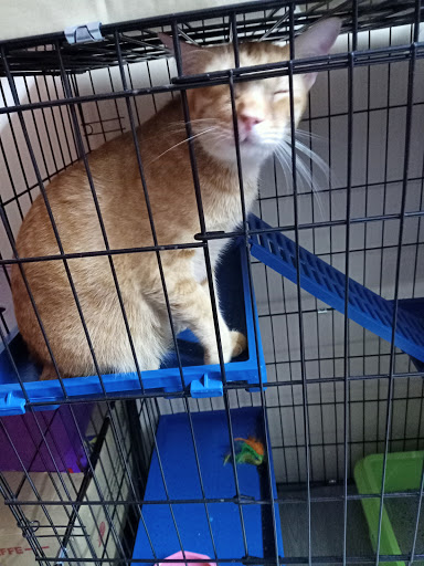 BIbenboy tadicat petshop