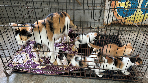 Meowy Cat Shelter Meowy Cat Shelter