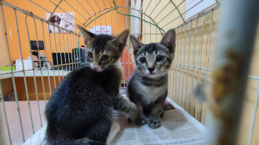 SAMC ANIMAL CLINIC DONGGONGON PENAMPANG SAMC ANIMAL CLINIC DONGGONGON PENAMPANG