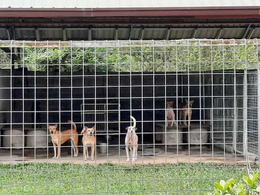 SPCA KK Rehabilitation And Adoption Centre SPCA KK Rehabilitation And Adoption Centre
