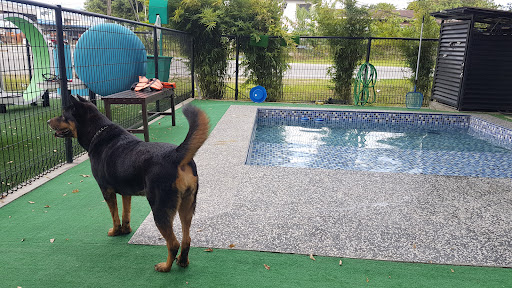 Pet Paradise Kolombong Pet Paradise Kolombong