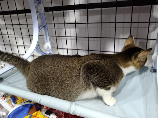 Nah Rayang Cat House & Grooming Academy Nah Rayang Cat House & Grooming Academy