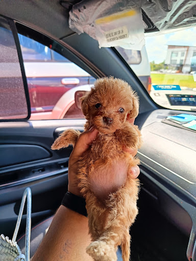 TOY POODLE KUCHING