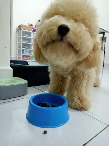 FLUFFY PARADISE PET SHOP FLUFFY PARADISE PET SHOP