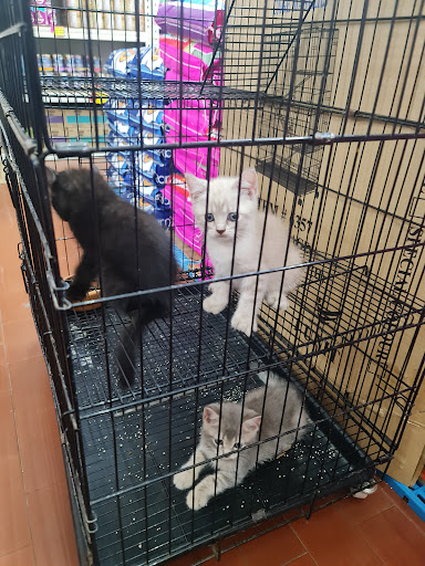 Cat & Dog Lovely Pet House Tanjong Karang Cat & Dog Lovely Pet House Tanjong Karang