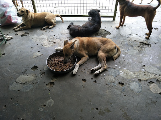 Second Chance Animal Shelter Malaysia