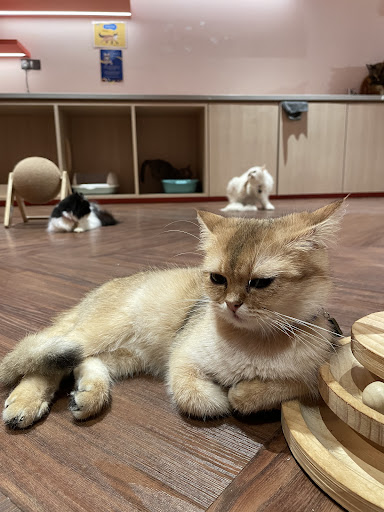 Just Cats @ Just Pets Megastore (Kota Damansara) Just Cats @ Just Pets Megastore (Kota Damansara)