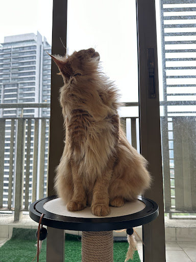 Amycatz Amycatz