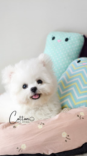 Cotton Pets Official Cotton Pets Official