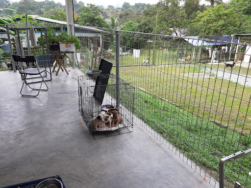 Second Chance Animal Shelter Malaysia