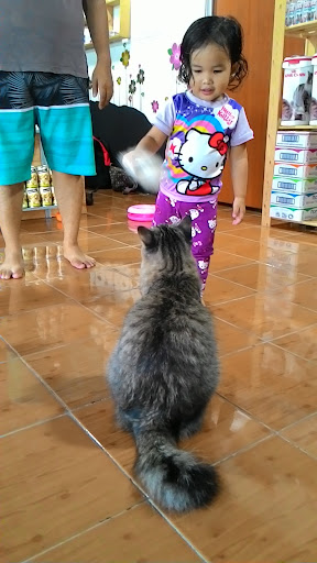 The Cat House The Cat House