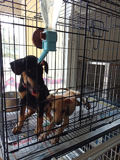 My Pets Haven - Setia Alam