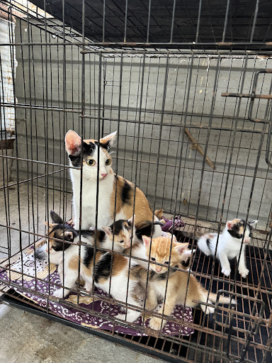Meowy Cat Shelter Meowy Cat Shelter