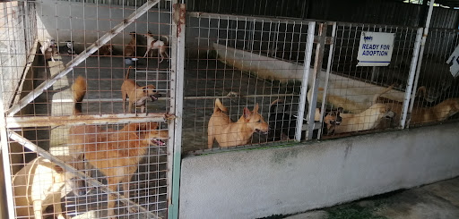 PAWS Animal Welfare Society PAWS Animal Welfare Society