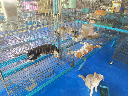 Cat Tiram Shelter Cat Tiram Shelter