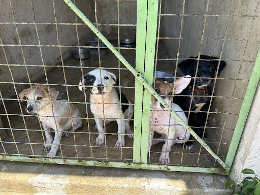 Second Chance Animal Shelter Malaysia Second Chance Animal Shelter Malaysia