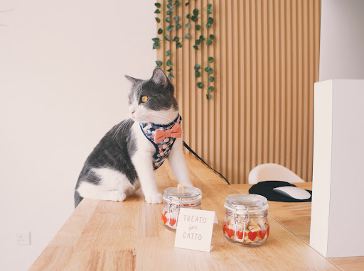 Camp Kitty, Iskandar Puteri Johor Bahru β’ Cat Hotel, Grooming & Pet Shop Camp Kitty, Iskandar Puteri Johor Bahru β’ Cat Hotel, Grooming & Pet Shop