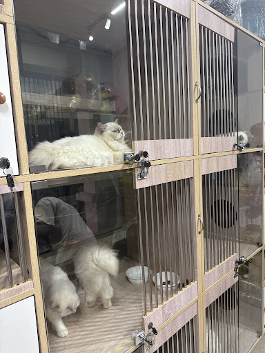 Meow Furry Shaded Cattery pet shop (kitten n cat kucing ) Meow Furry Shaded Cattery pet shop (kitten n cat kucing )