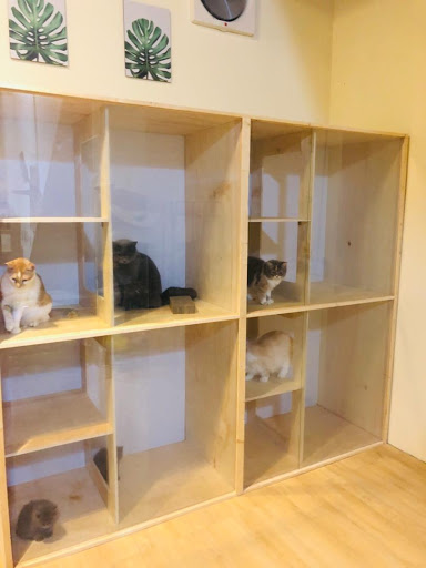 Little Paws Station Little Paws Station