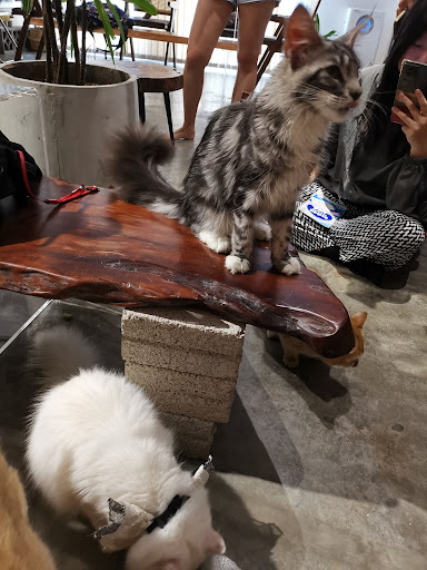 Meow Me Cat House Meow Me Cat House