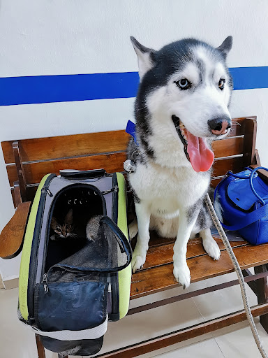JB Animal Medical Clinic JB Animal Medical Clinic