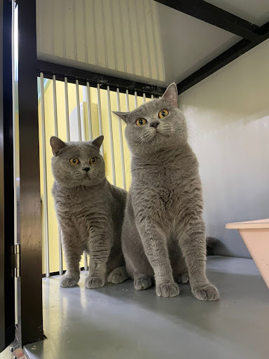 Mahligai kucing