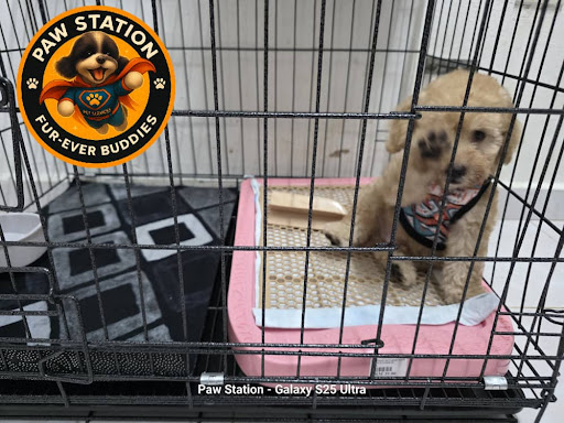 Paw Station Pet Services Paw Station Pet Services