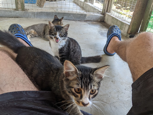LASSie animal shelter