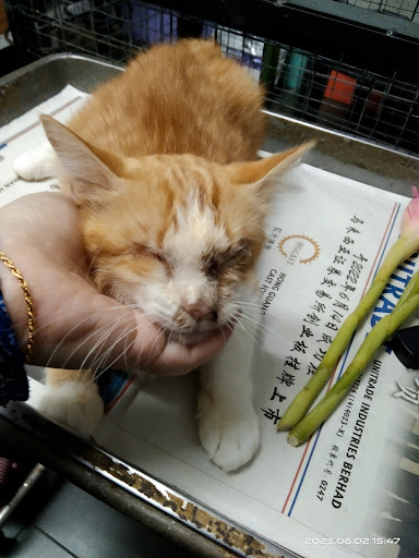 Loving Animal Clinic (Klinik Haiwan Kesayangan) Loving Animal Clinic (Klinik Haiwan Kesayangan)