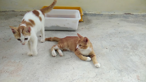 UiTM Kedah Cat Sanctuary UiTM Kedah Cat Sanctuary