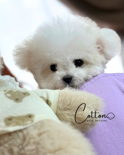 Cotton Pets Official Cotton Pets Official