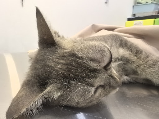 Furiendly Veterinary Clinic & Surgery Furiendly Veterinary Clinic & Surgery