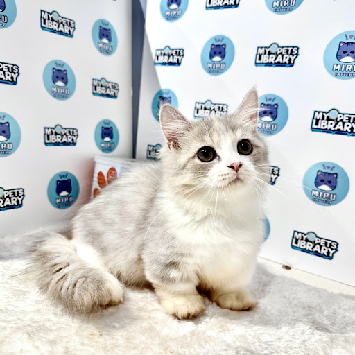 New Kitten For Sale Malaysia