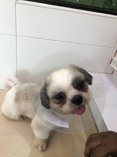 Maju Animal Clinic Maju Animal Clinic