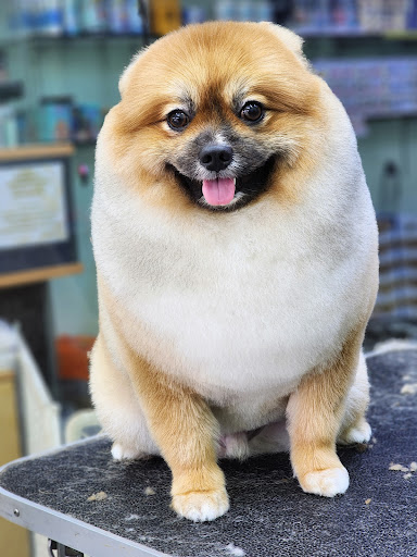 PetStar Pet PetStar Pet