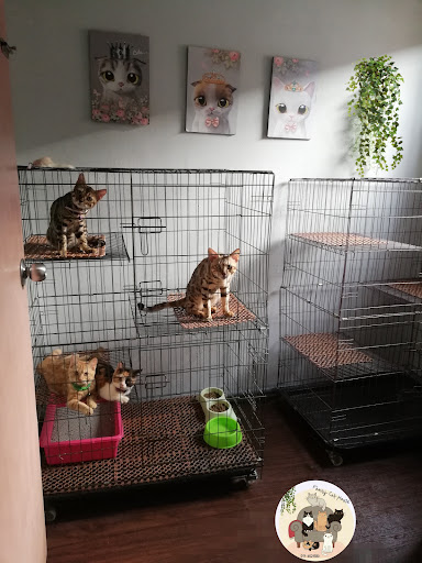 FAMILY CAT HOUSE