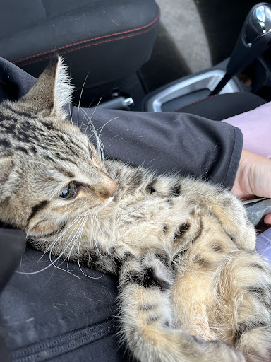 Klinik Veterinar dan Surgeri Masjid Tanah