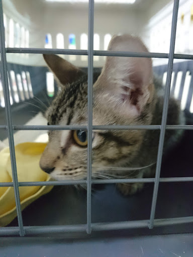 Vally Animal Clinic Melaka Vally Animal Clinic Melaka