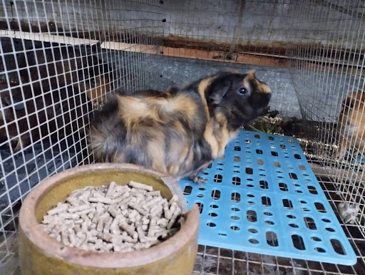 Sleepy Pet Shop and Pet hotel Sleepy Pet Shop and Pet hotel