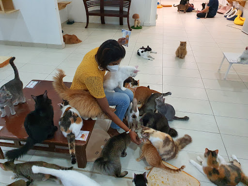 猫馆•猫神社(C.A.T Fans Shop) 猫馆•猫神社(C.A.T Fans Shop)