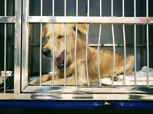 Companion Veterinary Clinic Melaka - Klinik Haiwan Companion Melaka - 马六甲同伴兽医诊所 Companion Veterinary Clinic Melaka - Klinik Haiwan Companion Melaka - 马六甲同伴兽医诊所