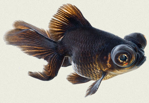 Betta Aquarium and Pet Center Betta Aquarium and Pet Center