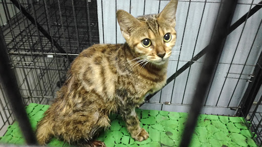 Klinik Haiwan & Surgeri Afiyahvet Sg Udang