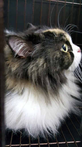 Klinik Haiwan & Surgeri Port Dickson