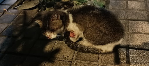 Turkish Van Cat Villa