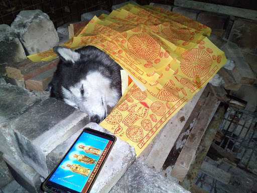 Kuantan Animal Rescue & Education Kuantan Animal Rescue & Education
