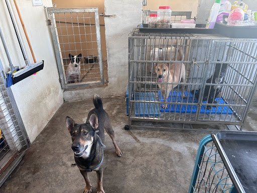 Pertubuhan Pencinta Dan Perlindungan Haiwan Kuantan Pahang (I-FURKIDS HOME) Pertubuhan Pencinta Dan Perlindungan Haiwan Kuantan Pahang (I-FURKIDS HOME)