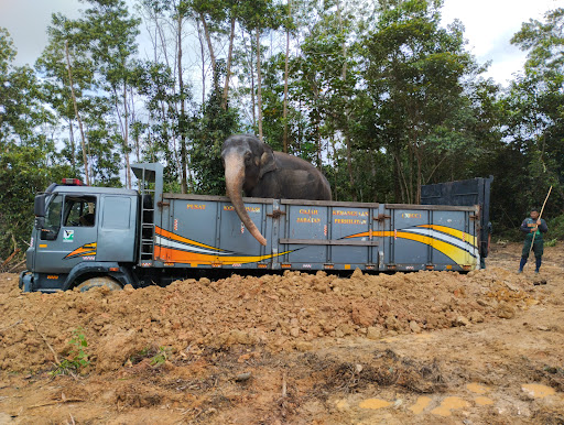Pejabat Perhilitan Daerah Temerloh Pejabat Perhilitan Daerah Temerloh